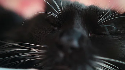 Cat nap extreme close up Stock Footage 83731060