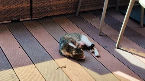 Cat Nap Serenity Stock Footage 296618038