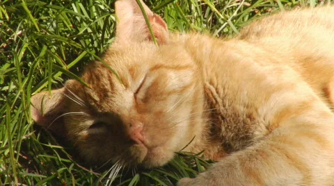 Cat Napping Stock Footage 371462