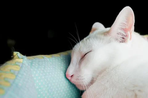 The cat is napping resting on a soft bed. 库存照片