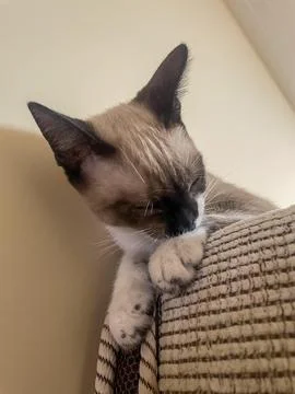 Cat napping on sofa Stock Photos