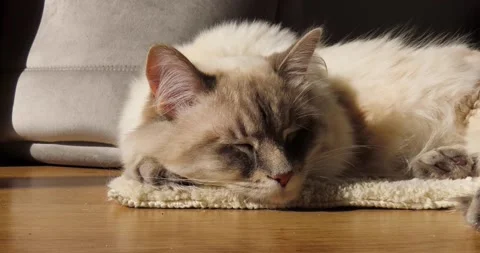 Cat napping in the sun Stock Footage 198168535