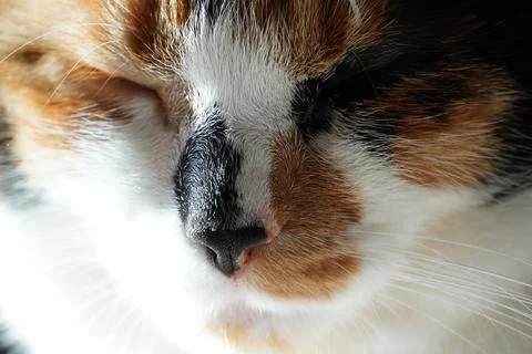 The cat is napping in the sun Stock Photos