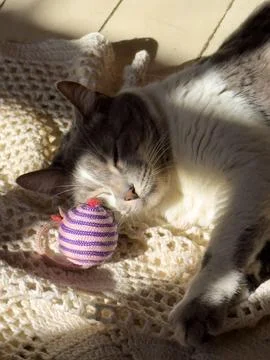 Cat napping with toy Stock Photos