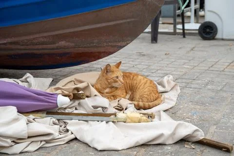 Cat Napping Underneath a Boat Stock Photos