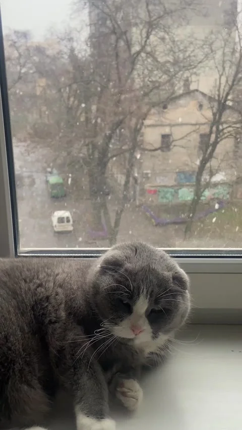 The cat is napping on the window. Stock Footage 236297360