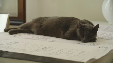 Cat napping on work Stock Footage 127710438