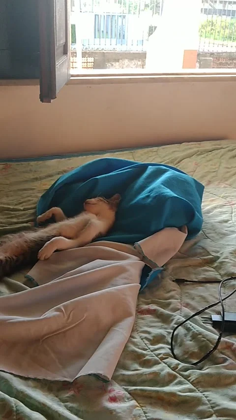 Cat Naps on Bed in Front of Fan - 02 Jul 2019 Video stock 205216038