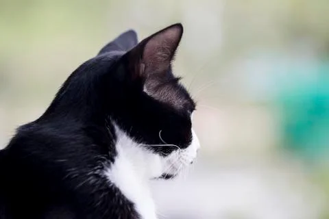 Cat on natural background Foto stock