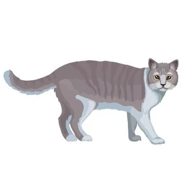 Cat in a natural style important steps and looks at you, isolated object on a Stock Illustration