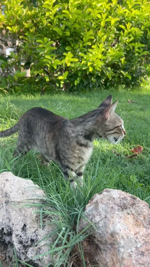 Cat in nature eating grass Stock Footage 337133055