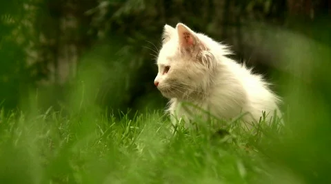 Cat on the nature Stock Footage 277258