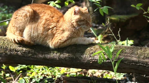 Cat on the nature 動画素材 708068