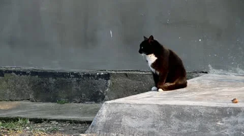 Cat on nature Stock Footage 10864056