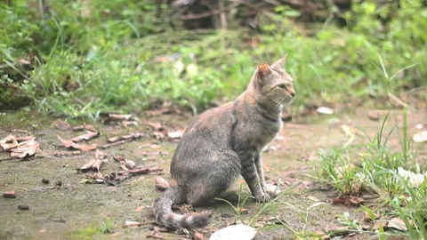 Cat in the nature Stock Footage 268391632