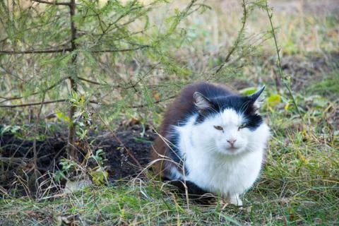 Cat on the nature Stock Photos