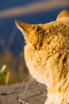 Cat on the nature Stock Photos