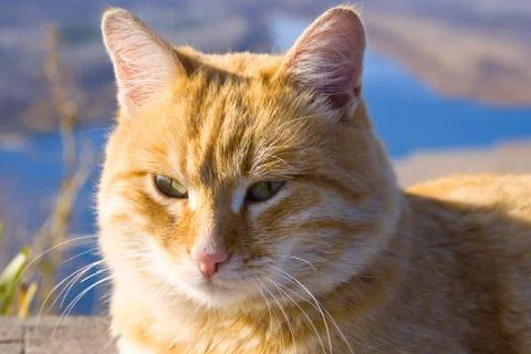 Cat on the nature Stock Photos
