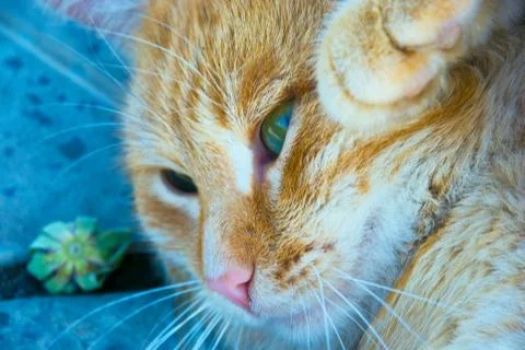 Cat on the nature Stock Photos