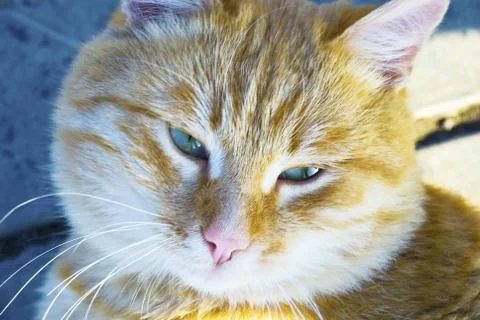 Cat on the nature Stock Photos