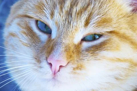 Cat on the nature Stock Photos