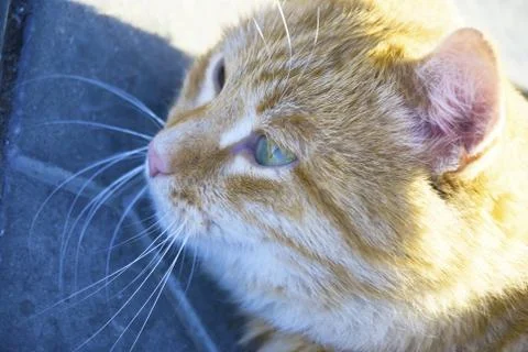 Cat on the nature Stock Photos