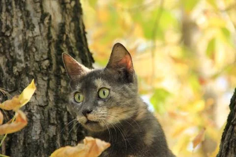 Cat in the nature Stock Photos
