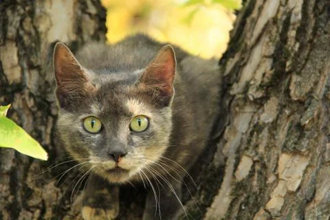 Cat in the nature Stock Photos