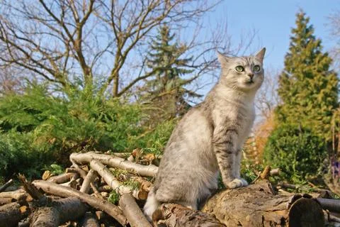 Cat in nature Stock Photos