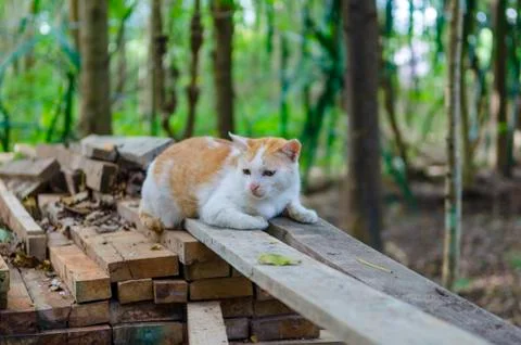 Cat in the nature Stock Photos
