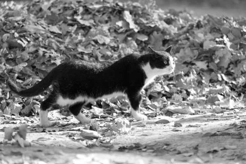 Cat in nature Stock Photos