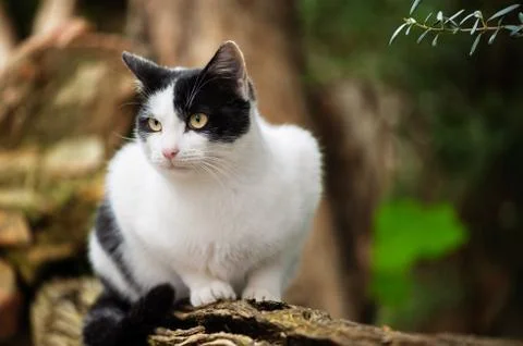 Cat in nature Stock Photos