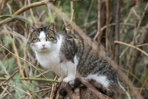 A cat in nature Stock Photos