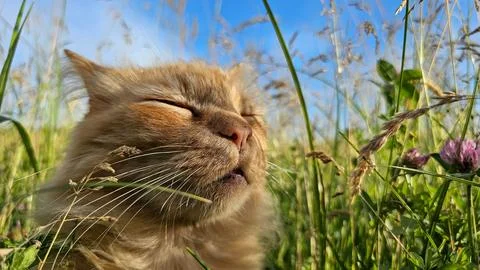 Cat in nature Stock Photos