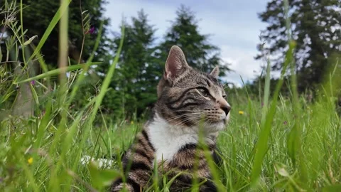 Cat in Nature in the PNW Stock Footage 278281142