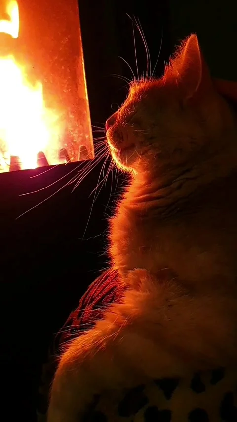 Cat near the fireplace Stock Footage 296076044