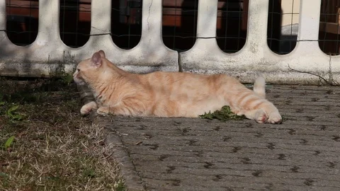 The cat near the house Stock Footage 100845894