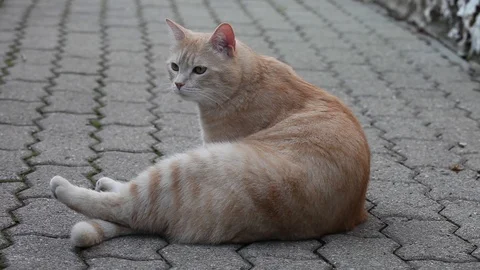 The cat near the house Stock Footage 100845980