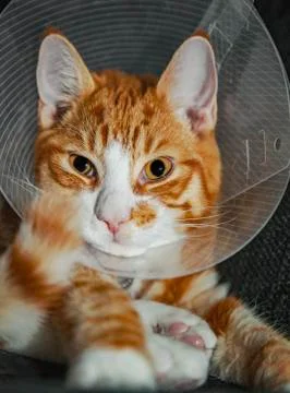 Cat in neck cone Stockfoto's
