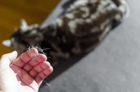 Cat needs to be combed Photos