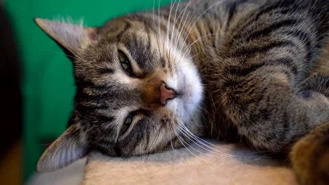 Cat new Stock Footage 167001721