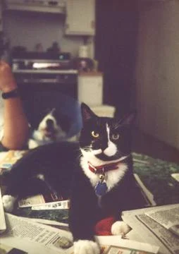 Cat with Newspapers Foto stock