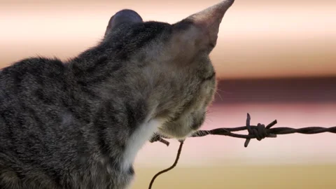 Cat next to barbwire fence Stock-Footage 331034941