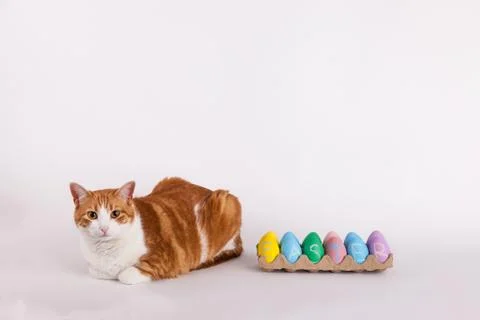 Cat next to a carton of Easter eggs in studio on white background Stock Photos