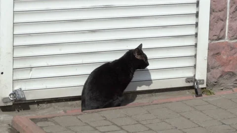 Cat next to a closed shop Video stock 126982063