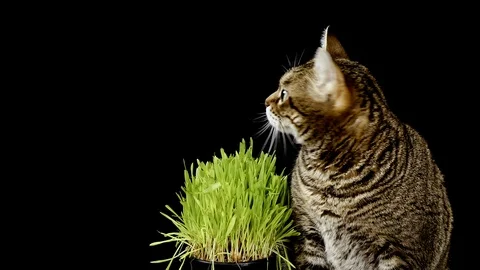 Cat Next To Grass Over Black Background Vídeo Stock 108260728