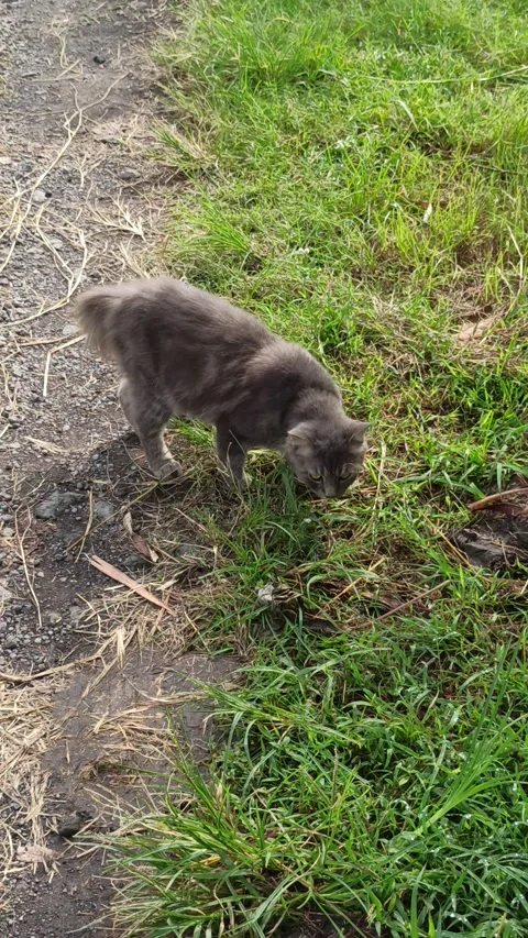 Cat with nice fur color Video stock 308107894