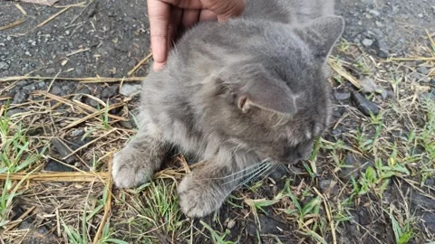 Cat with nice fur color Stockbeeldmateriaal 308108347