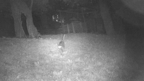 Cat in the night Stockbeeldmateriaal 241438011