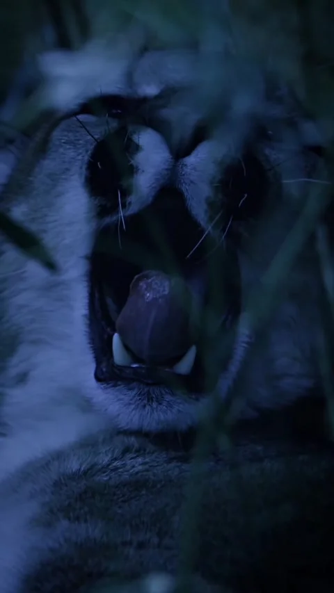 Cat in the night in light of moon Stock Footage 275174381